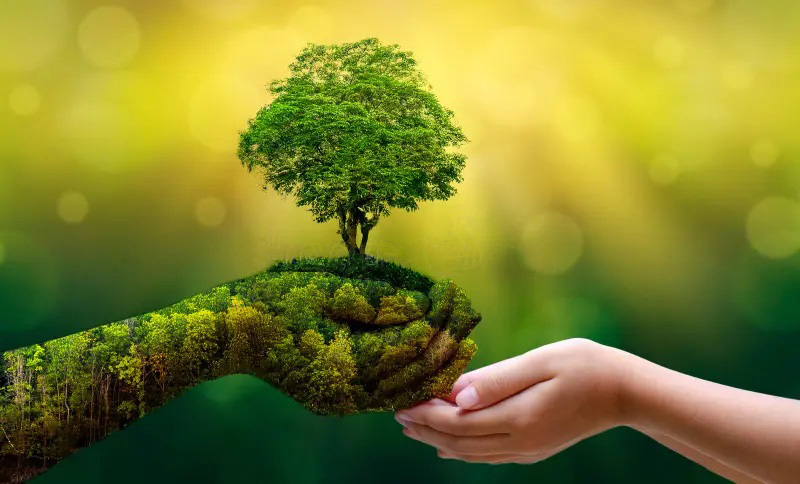 environment earth day hands trees growing seedlings bokeh green background female hand holding tree nature field gra 130247647